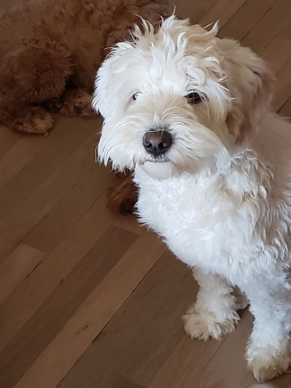 australian labradoodle